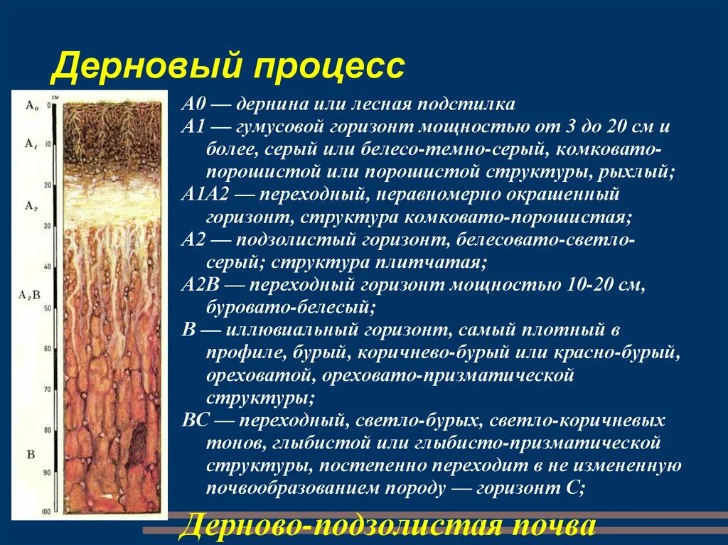 Подзолистые почвы разрез. Вологодская область какие почвы. Почва нашего края 4 класс. Оглеение почвы это. Строение дерново-подзолистых почв.