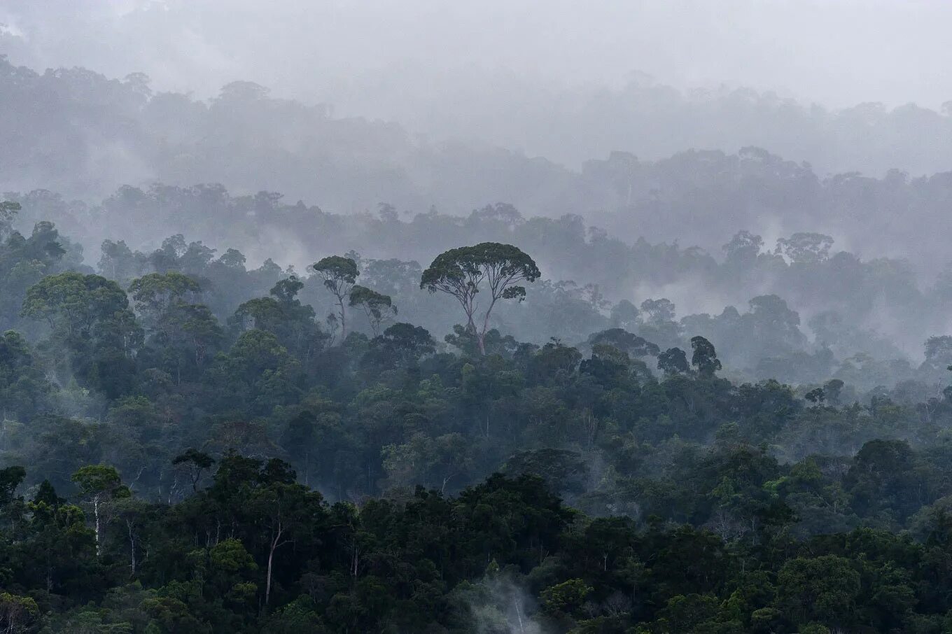 Amazon borneo congo. Тропические леса Борнео. Джунгли Борнео Индонезия. Влажные тропические леса Борнео. Экваториальный лес Калимантан.