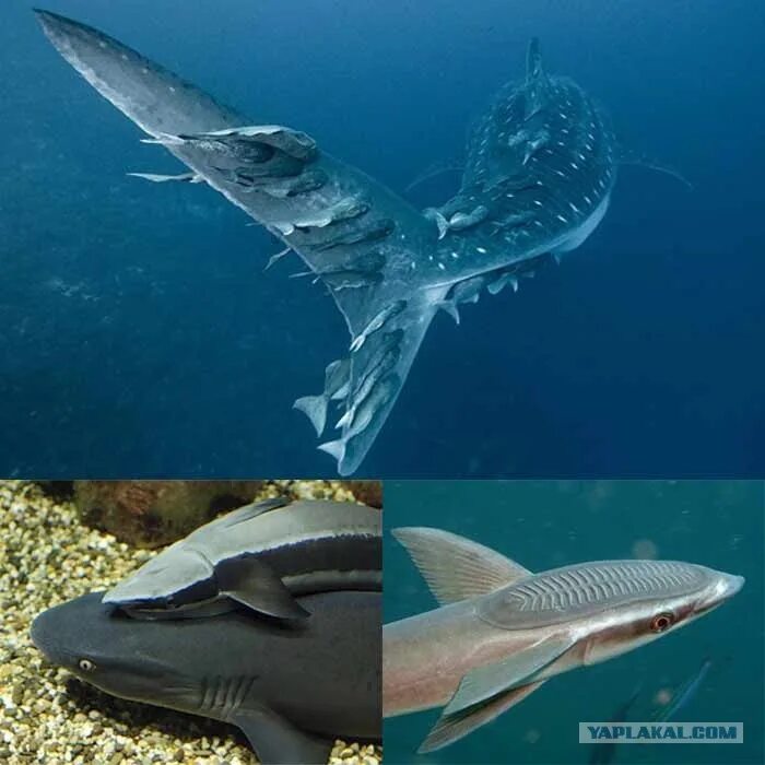 Комменсализм акула и рыба прилипала. Эхенеида рыба прилипала. Акула и рыба прилипала тип. Акулья ремора. Акула и рыба прилипала тип.