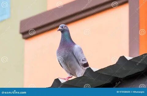 Голуби стоят на месте