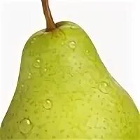 Груша круглая. Груша групп. Сочная груша. Груша человек. Bartlett груша вильямс.