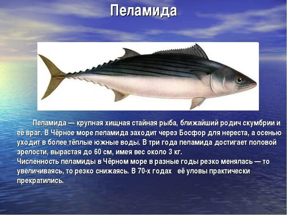 Какая среда обитания тунца
