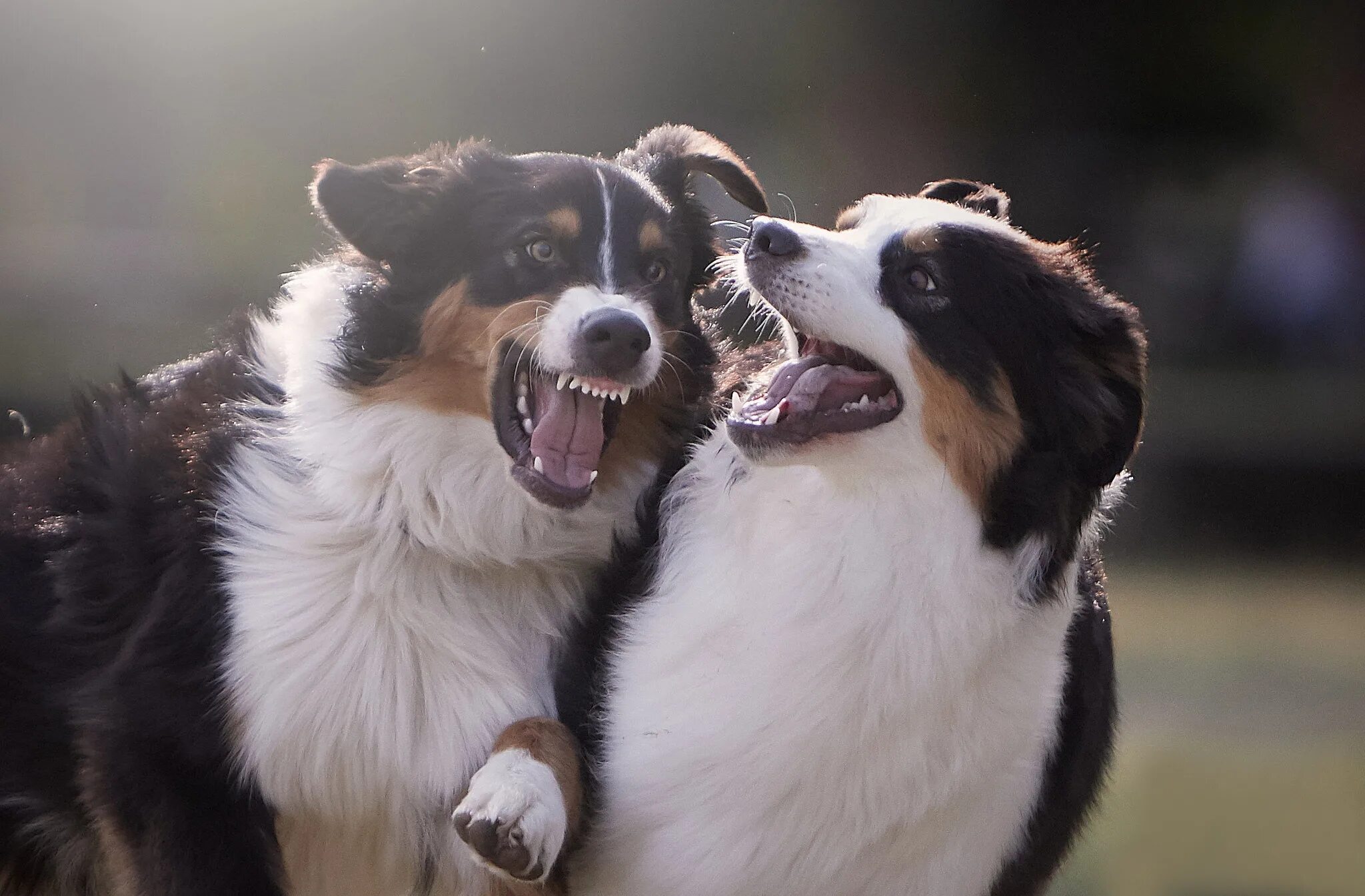 We two dogs. Аусси австралийская овчарка. Бернский зенненхунд и аусси. Аусси австралийская овчарка и Бернский зенненхунд. Бернский зенненхунд лапы.