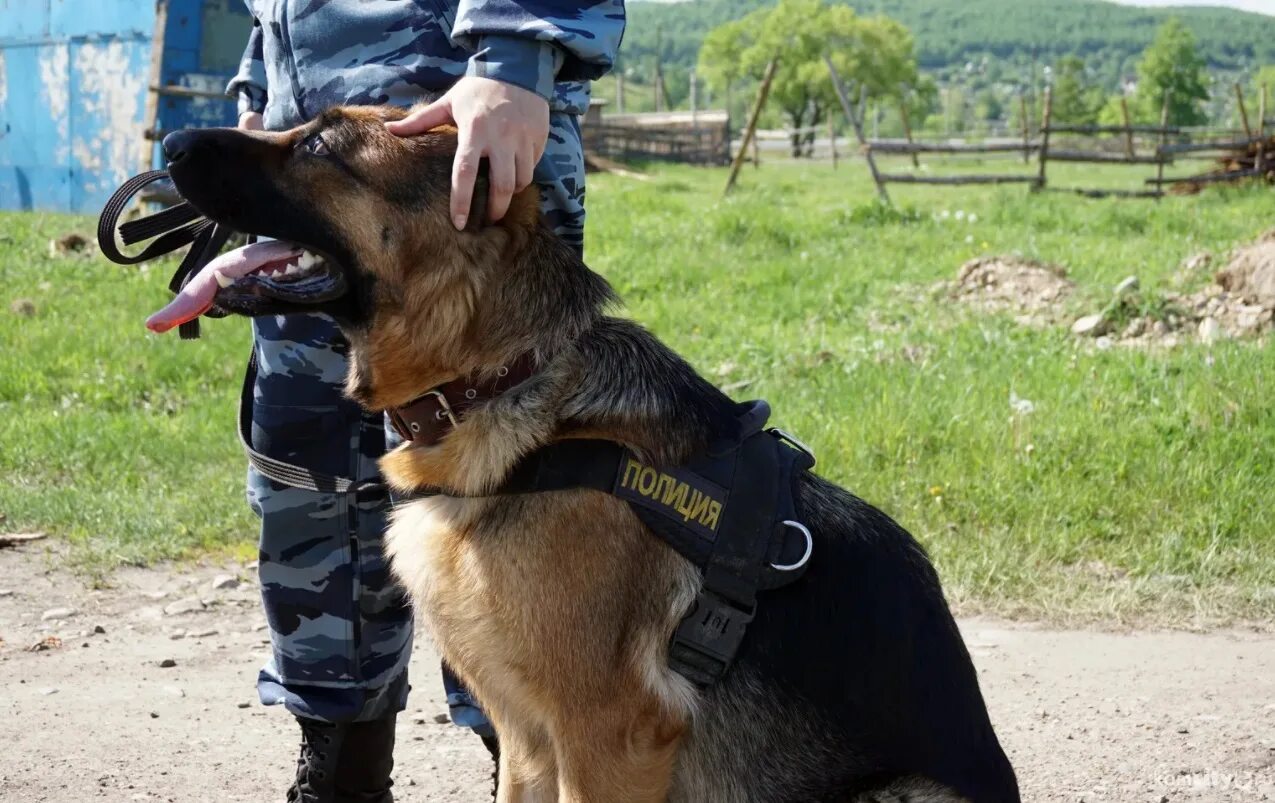 Служебные собаки кинологов. Немецкая овчарка ФСИН. Служебные собаки. Служебная овчарка. Служебные собаки в полиции.
