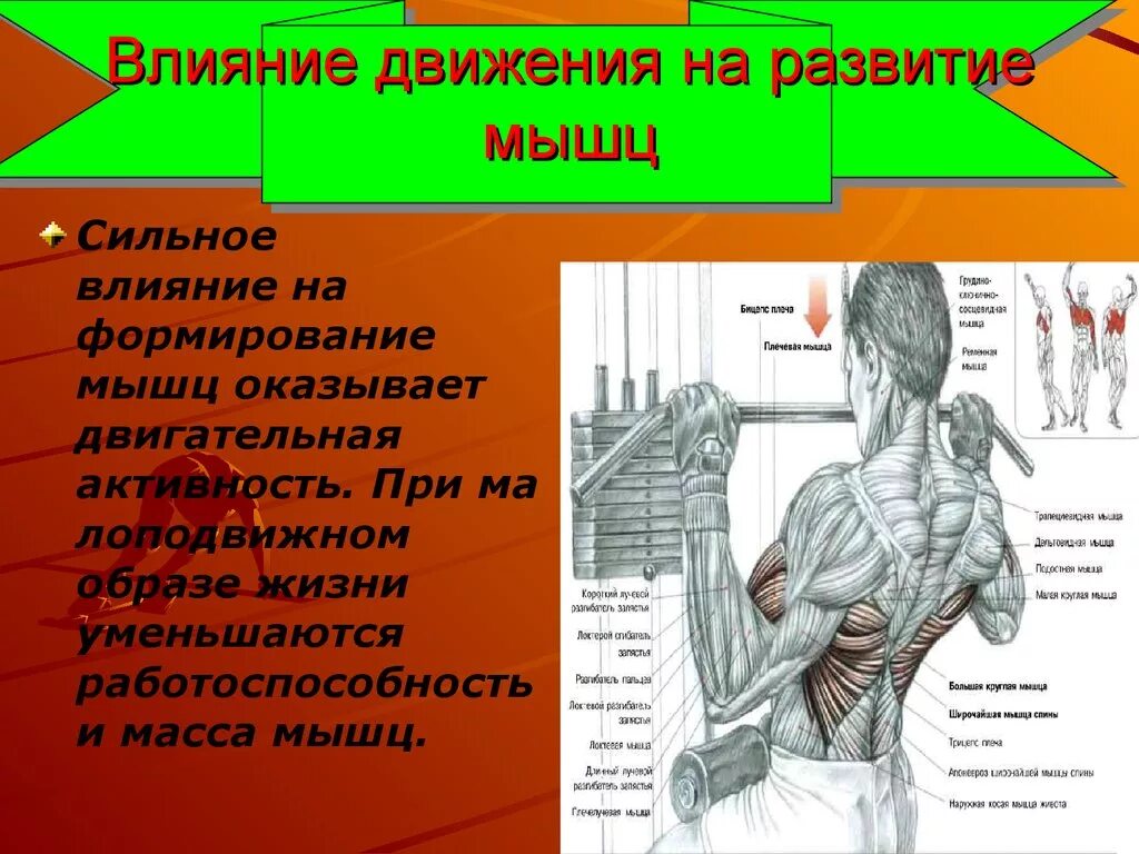 Основные мышцы для развития. Развитие мышц. Влияние физических упражнений на мышечную систему. Развитие мышк. Физические упражнения для мышц.