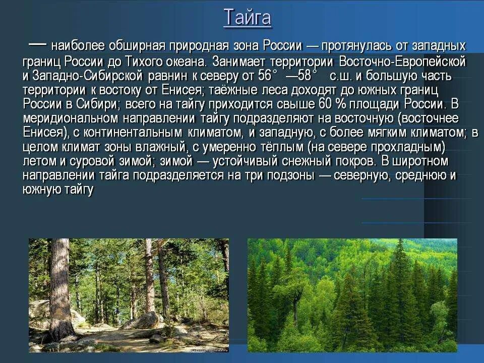 Географическое положение тайги 8 класс. Тайга природная зона. Сообщение о тайге. Тайга описание природной зоны. Лесная зона России Тайга.