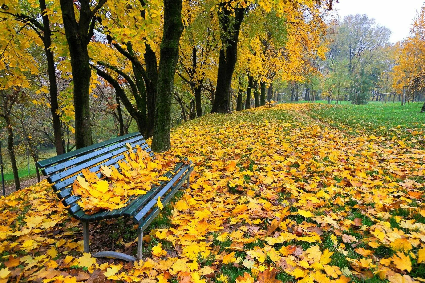 Листопад картинки. Осенний парк. осень в парке. осенний листопад. осень листопад.