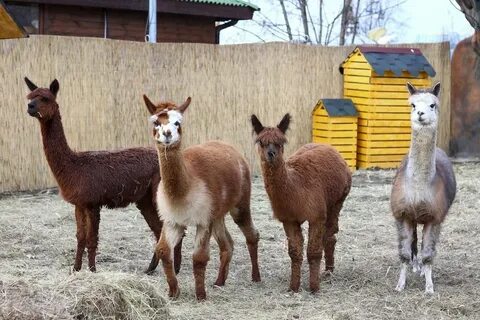 Альпака парк радошковичи фото