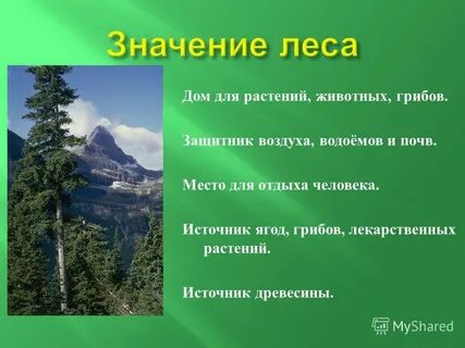 Почему лес называют защитником воздуха водоемов почв