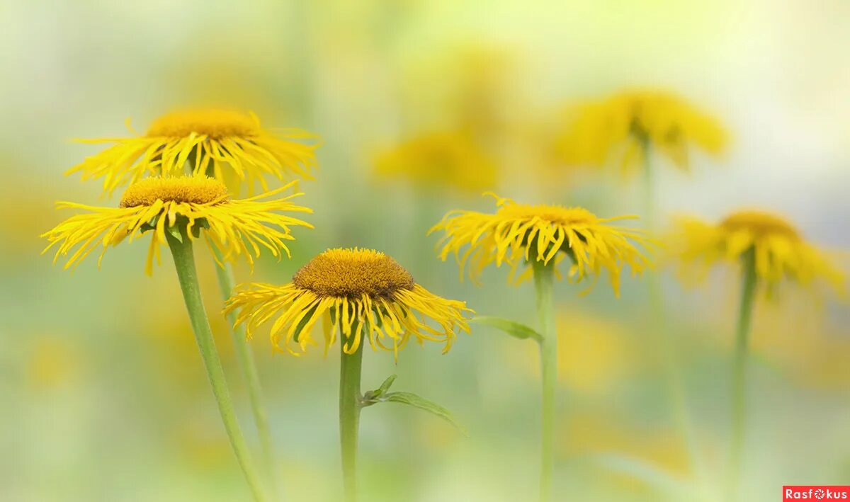 ✧ Mesmerizing Nature ✧ Yellow flowers names, Yellow flowers, Dandelion yellow