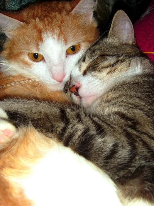 Песни которые любят коты. Коты любовь лето. моя любимая кошка.