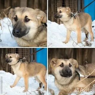 Собака в красноярске в добрые руки