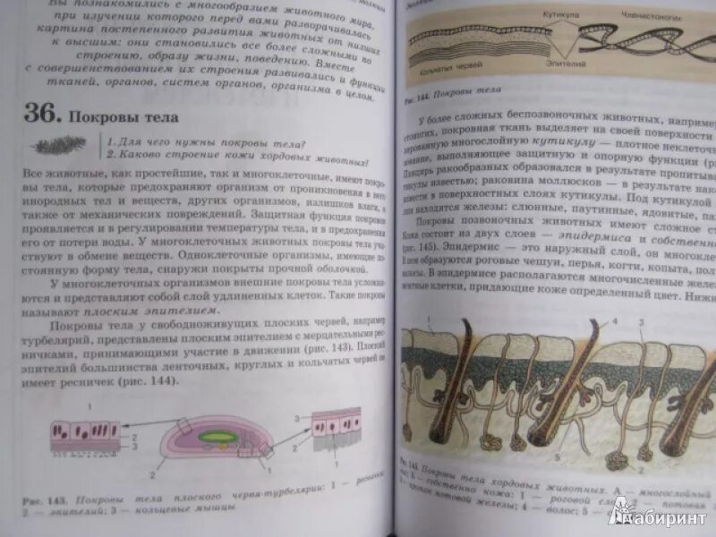8 класс. 8 класс. Учебник по биологии 8 класс параграф 60. 3 параграф по биологии 8 класс учебник. Биология 8 класс учебник сухорукова.