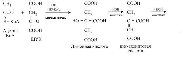 Ацетил коа. Формула ацетил коэнзим а. Ацетил коа формула биохимия. Формула ацетил коэнзим а. Олеил коа структурная формула.