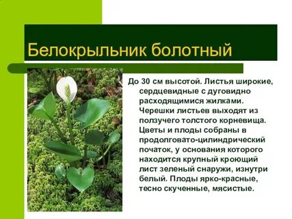 Описание болотных растений