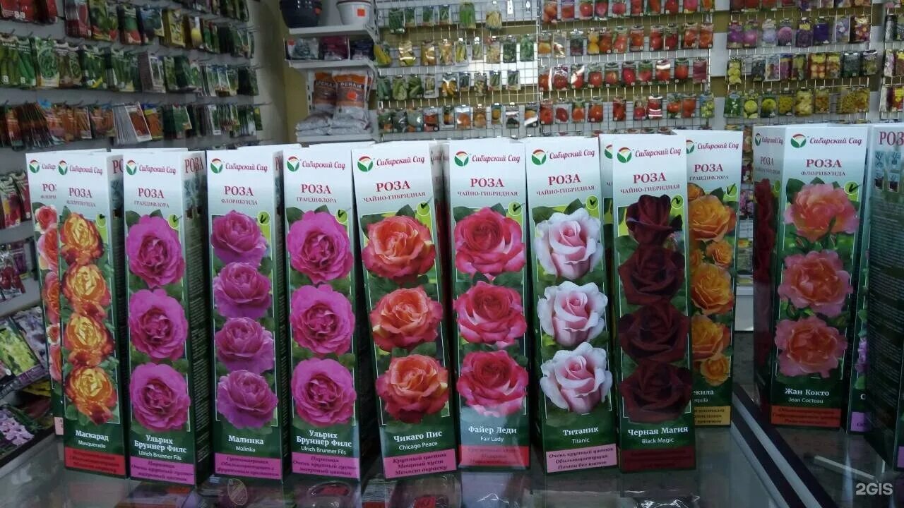 Купить розы обь. Саженцы роз в ассортименте. Саженцы роз в коробке. Алтайские саженцы роз.