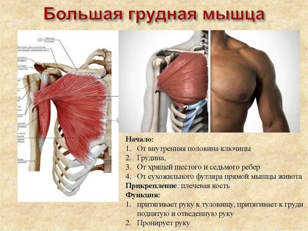 Места крепления грудной мышцы. Большая грудная мышца иннервация. Ключичная часть большой грудной мышцы. Малая грудная мышца иннервация.