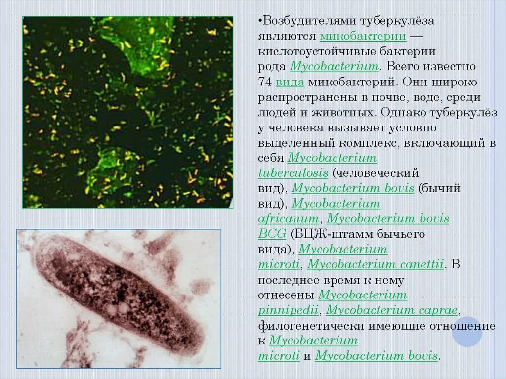 Возбудителем туберкулеза является. Возбудителями туберкулёза являются бактерии. Микобактерии туберкулеза являются. Возбудитель туберкулеза относится к.