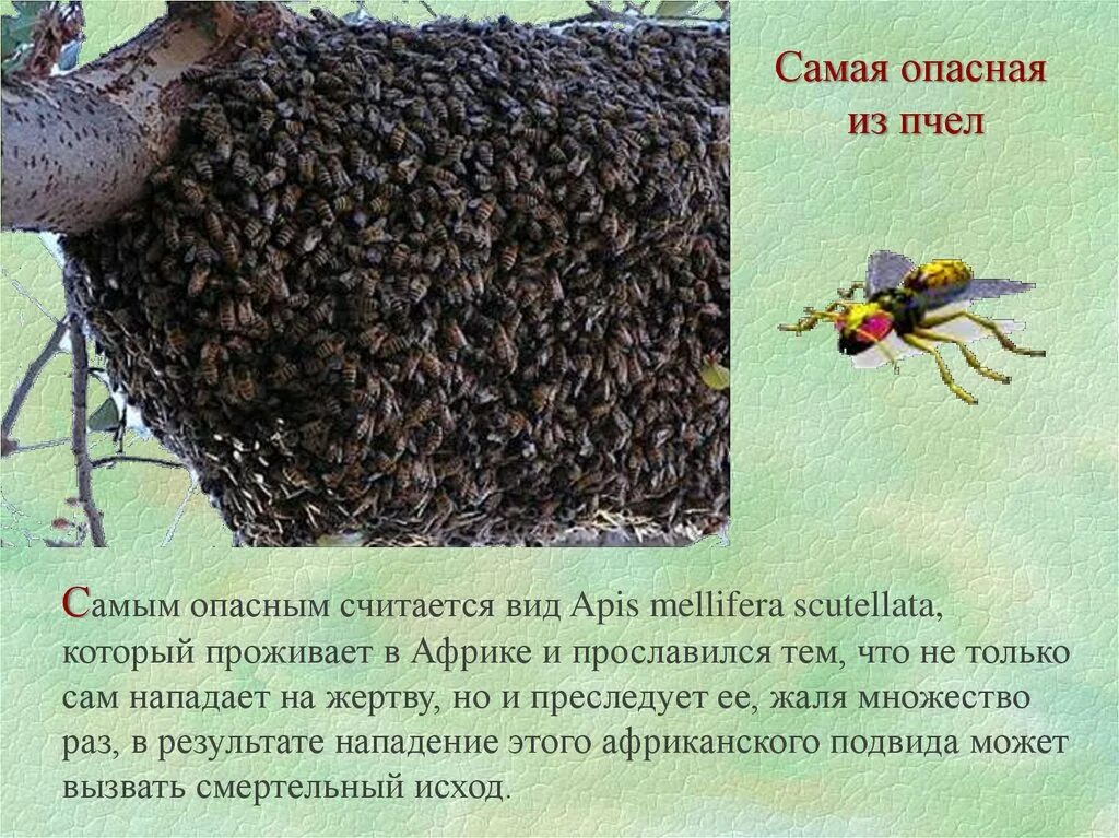 Считали какой вид