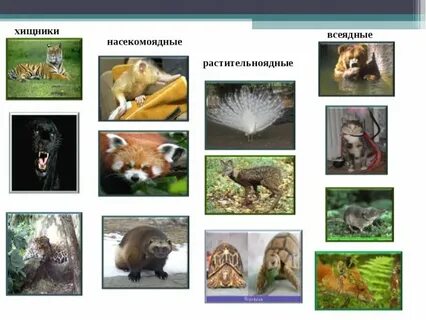 Бобер хищник или травоядное