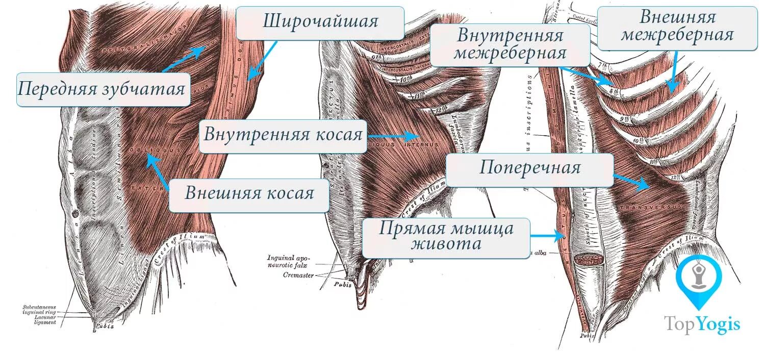 Перемычки прямой мышцы живота. Поперечная мышца живота анатомия. Мышцы латеральные брюшной стенки. Внутренняя косая мышца живота анатомия.