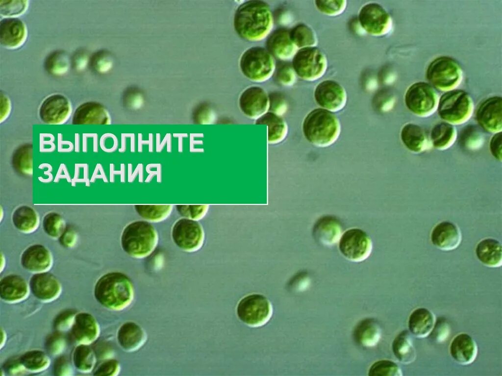 Хлорелла является обитателем. Микроводоросль хлорелла. водоросль хлорелла обыкновенная. хлорелла микрофотография. одноклеточные зеленые водоросли хлорелла.