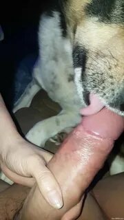 POV oral video featuring a sexy dog and a hung dude
