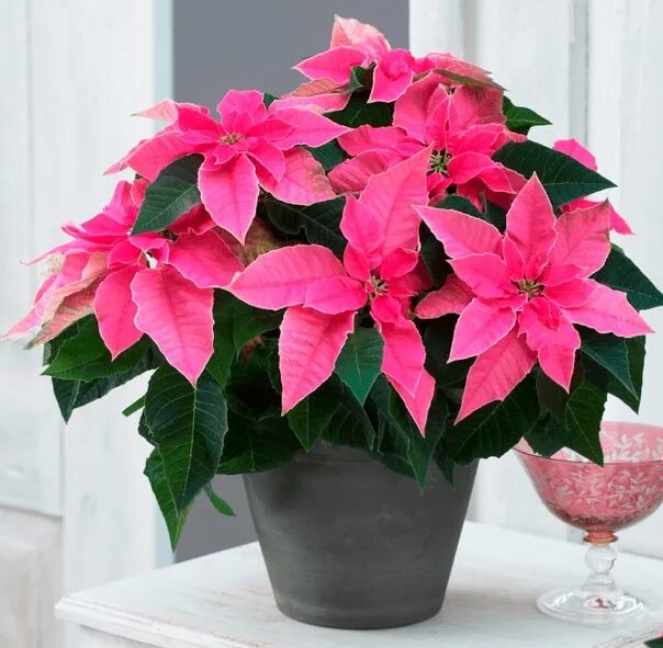 Red+Poinsettia Euphorbia, Catre