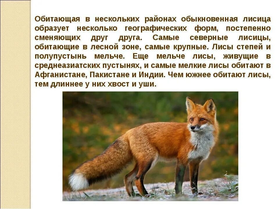 В какой природной зоне не встречается лисица. Лисица. Лиса описание. Классификация животных лиса обыкновенная. Подвиды лисицы обыкновенной.
