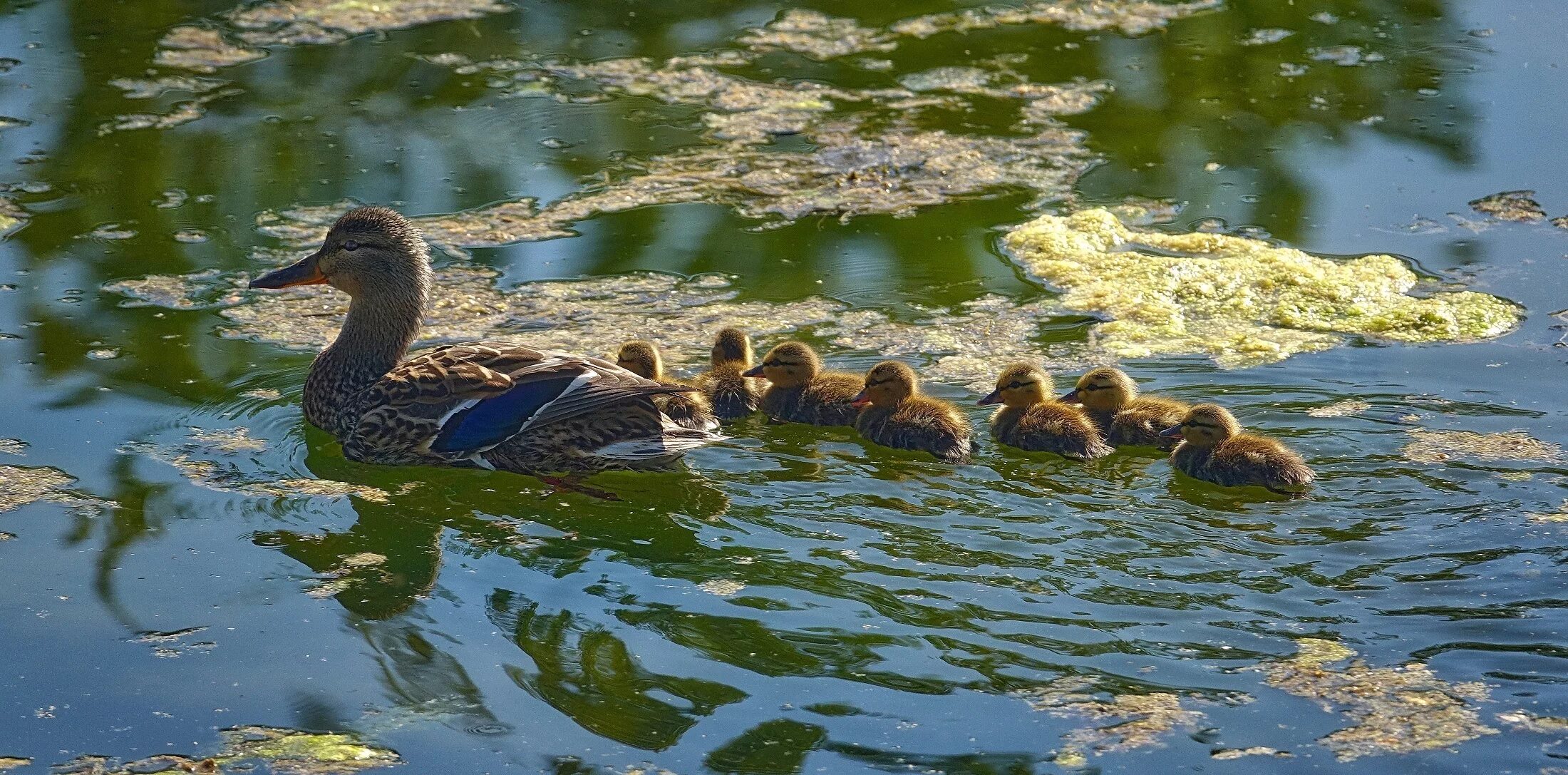 Водоплавающие водоемов