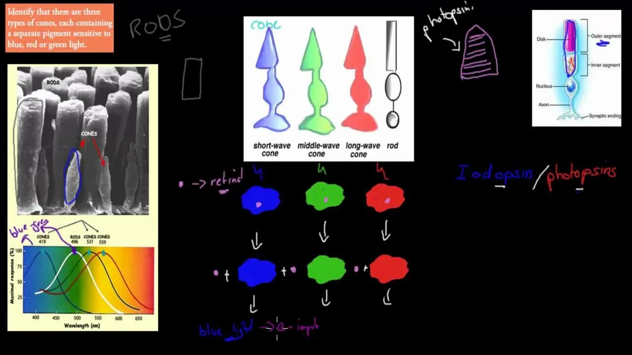 Пигмент йодопсин. Зрительные пигменты. Превращение зрительного пигмента в палочках. Родопсин цвет. Пигмент родопсин.