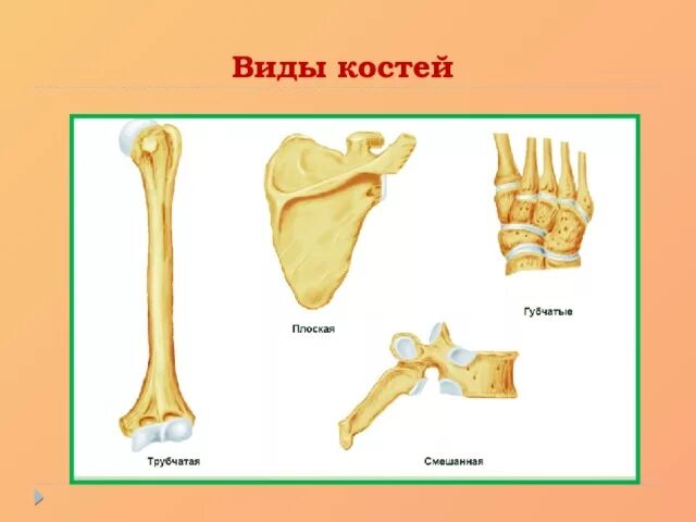 Типы костей губчатые трубчатые. Кости трубчатые губчатые плоские смешанные. Типы костей схема. Типы костей биология.