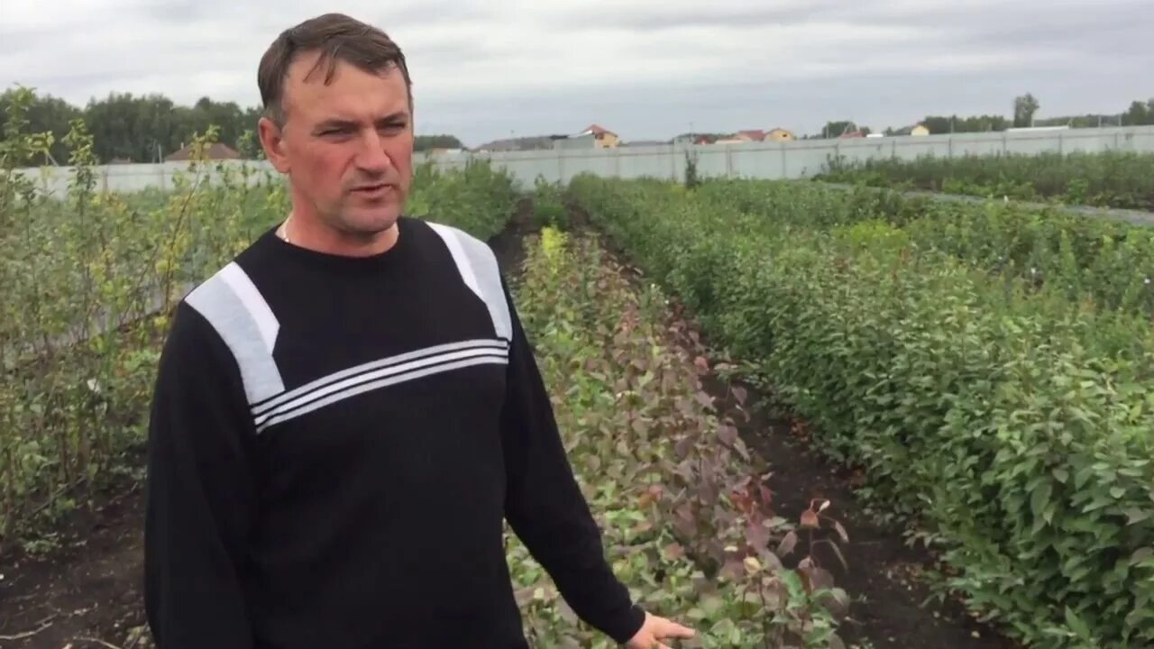 Энгельсский гагаринский питомник плодовых саженцев. Владимирский садовый центр, село суходол. Плодово-ягодный питомник. Гатчинский питомник растений. Питомник цветов.
