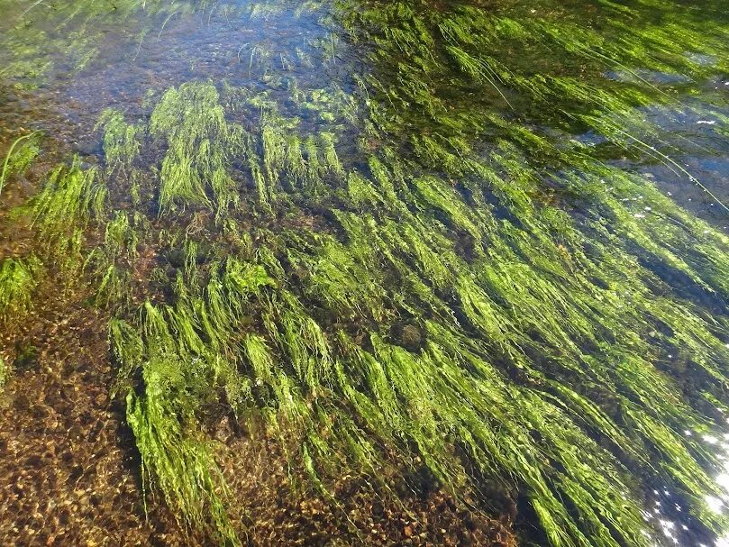 Речные водоросли. Водоросли в реке. Речные водоросли листья. Водоросли реки Камы.