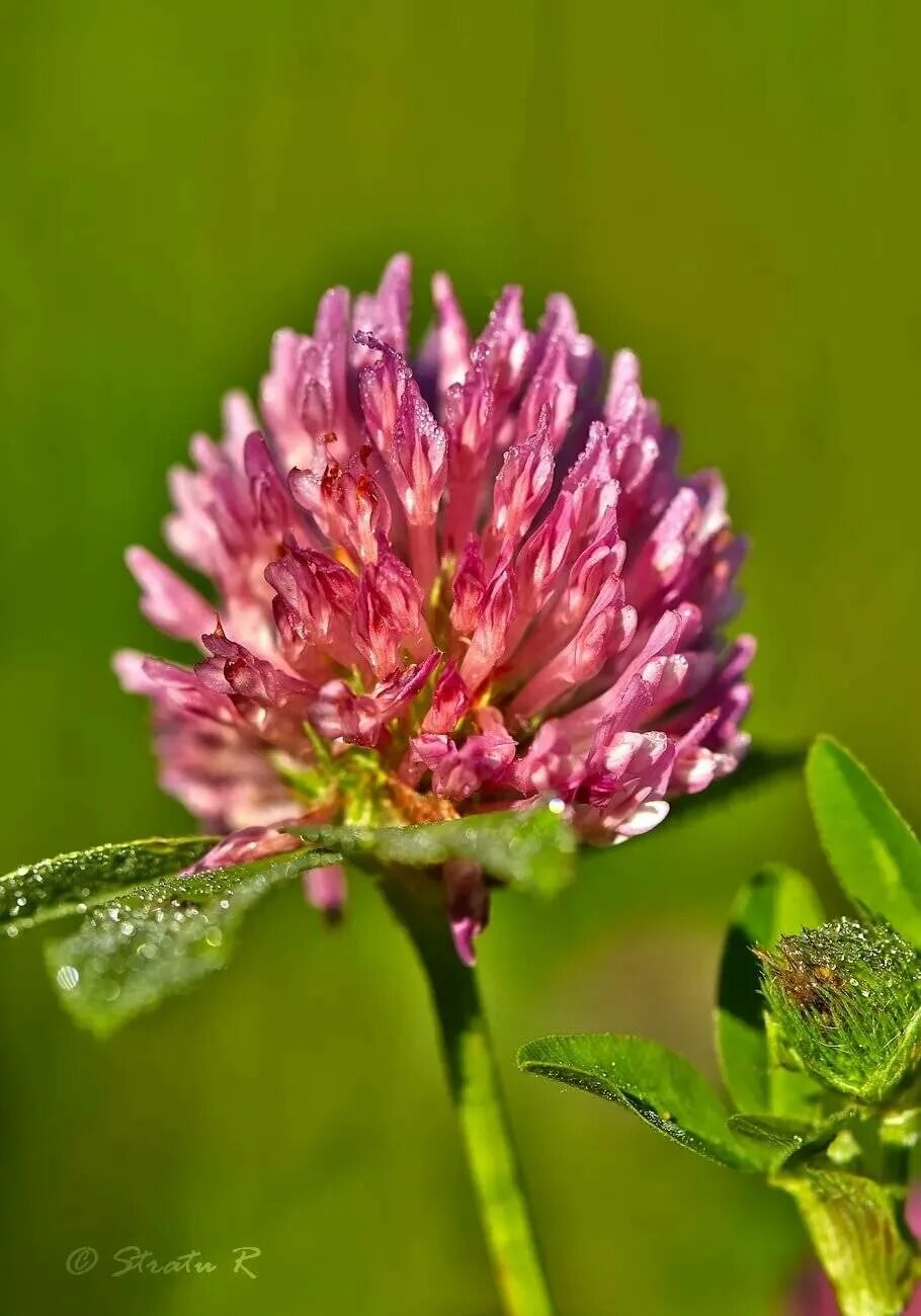 Клевер растение фото. Красный Клевер Trifolium pratense. Клевер Луговой (Trifolium pratense). Соцветие клевера Лугового. Соцветия клевера красного Лугового.