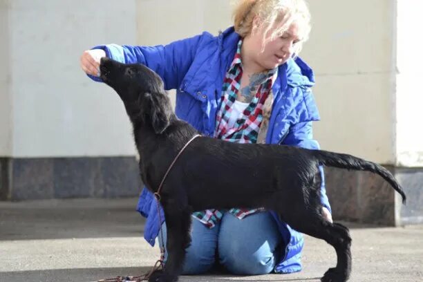Прямошерстный ретривер питомник. Питомник краса. Прямошерстный ретривер питомник. Финт с туруханского края питомник зубовых. Питомник краса.