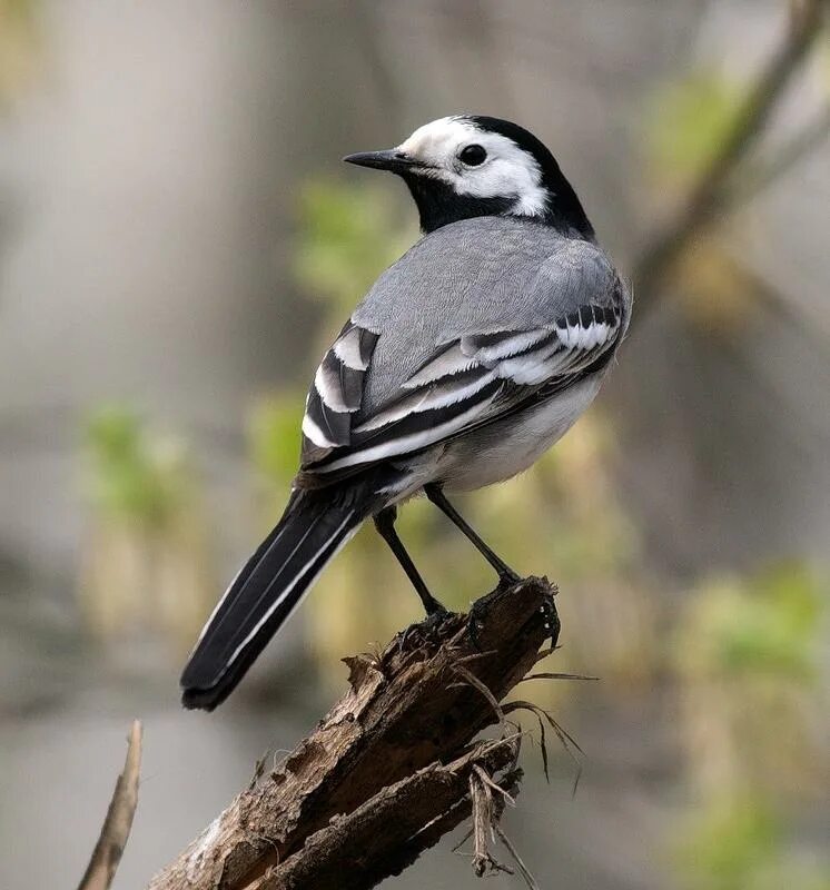 Черная трясогузка. Белая трясогузка желтая трясогузка. Семейство врановые сорока. Пятнистый ворон. Сорока белобока птица.