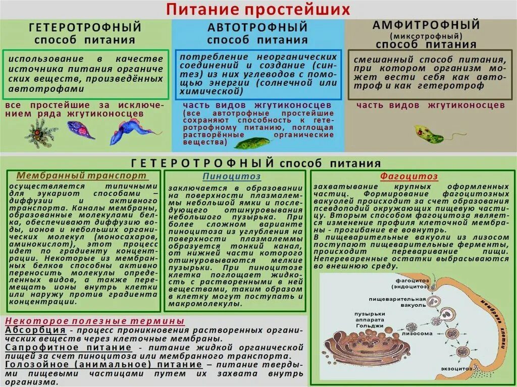 Общие характеристики 7 класс биологии