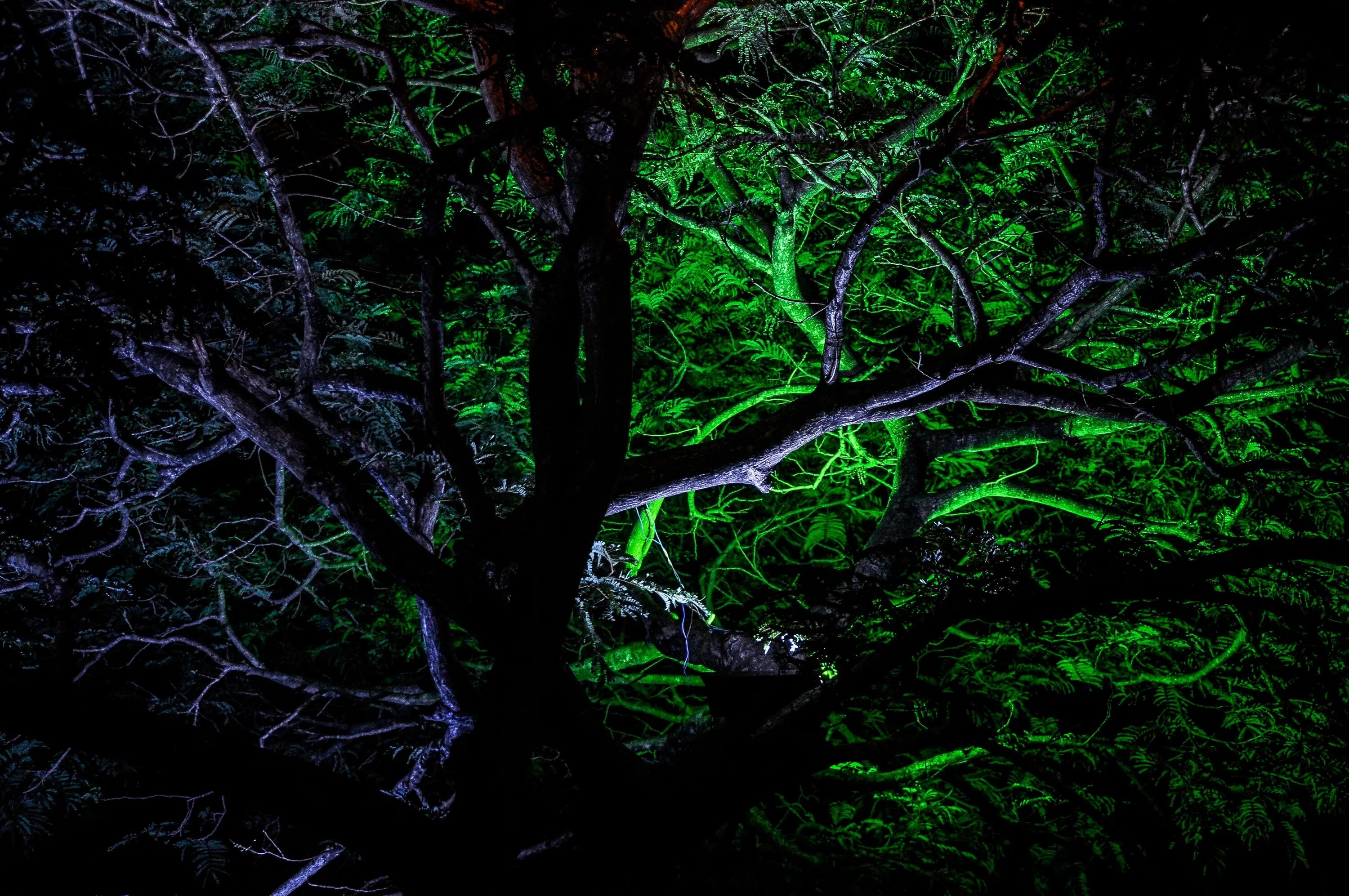 Clean dark. Тропический лес ночью. Джунгли ночью. Мрачные джунгли. Лес джунгли ночь.
