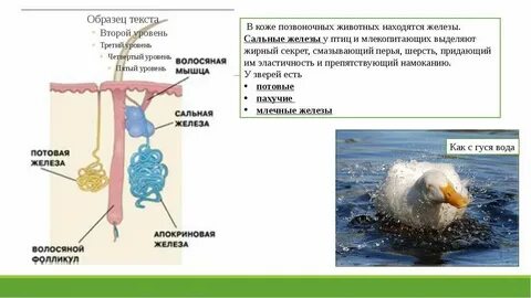 Железа в коже птиц