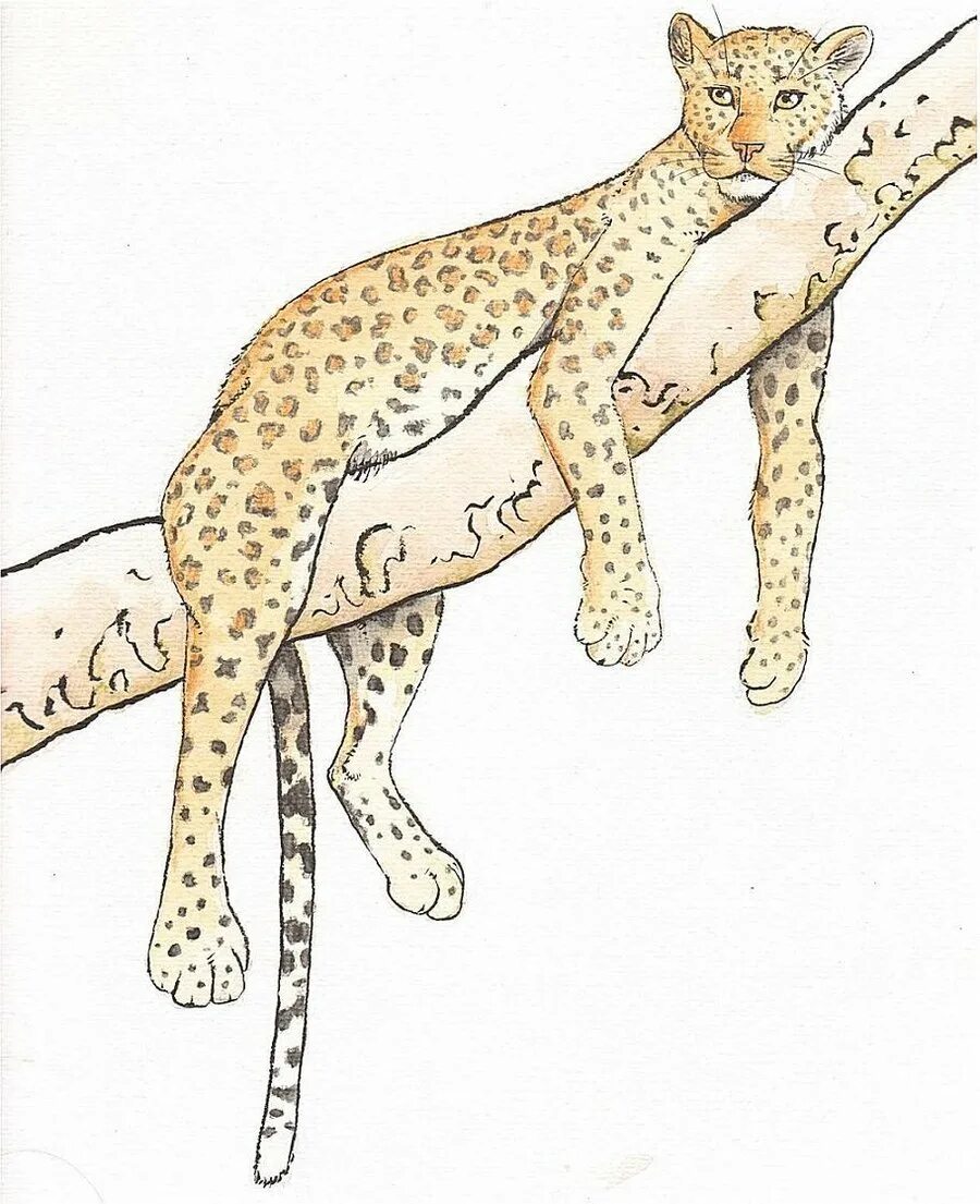 Как рисовать леопарда. Гепард для рисования. как нарисовать гепарда. леопард рисунок легко для детей. рисование гепарда для детей.