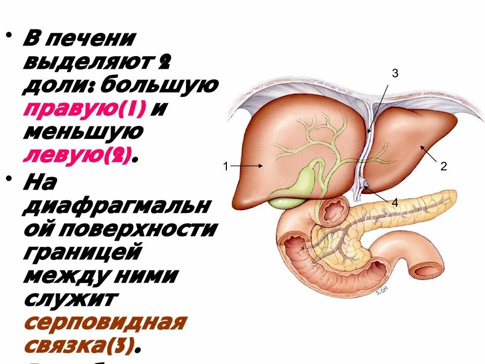 Печень выделяет в кровь. Печень строение и функции. Анатомия и физиология печени. Функции печени физиология. Функции печени анатомия.