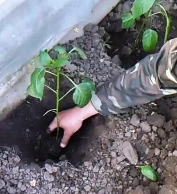 Можно ли заглублять рассаду огурцов при пересадке. Высаживание рассады перца. Рассада перца в теплице. Высадка переросшей рассады огурцов в теплицу. Посадка перца в теплицу рассадой.