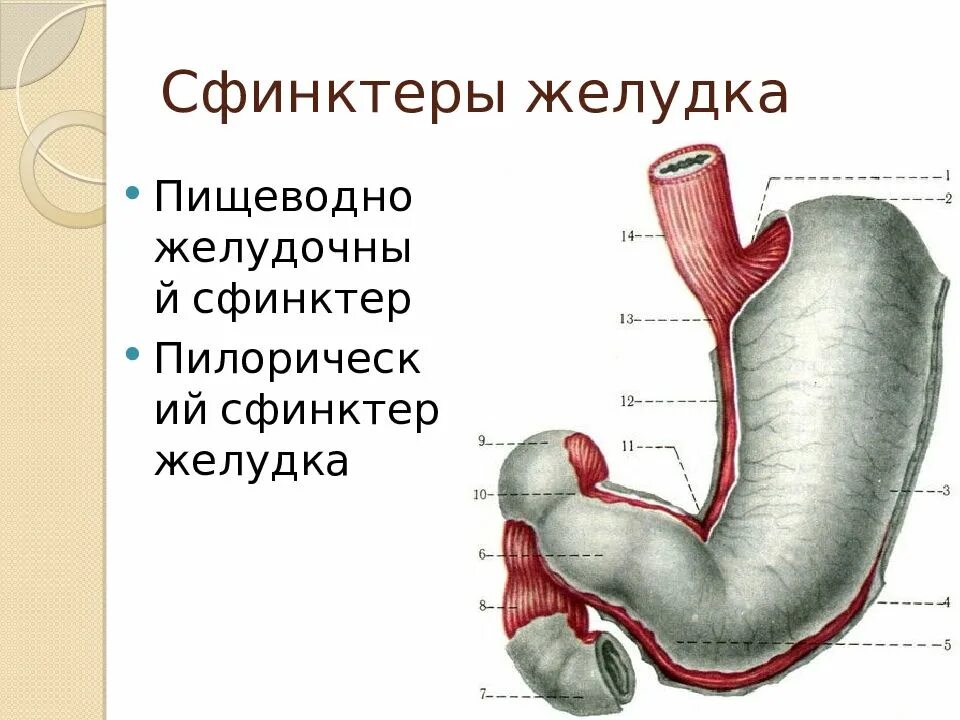 Сфинктер образован. Пилорический сфинктер желудка. сфинктеры желудка анатомия. сфинктер одди пилорический. строение пищевода сфинктеры.