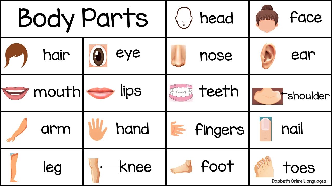 Перевести на русский bodies. Body Parts. Body Parts на английском. Parts of the body карточки. English Vocabulary body.