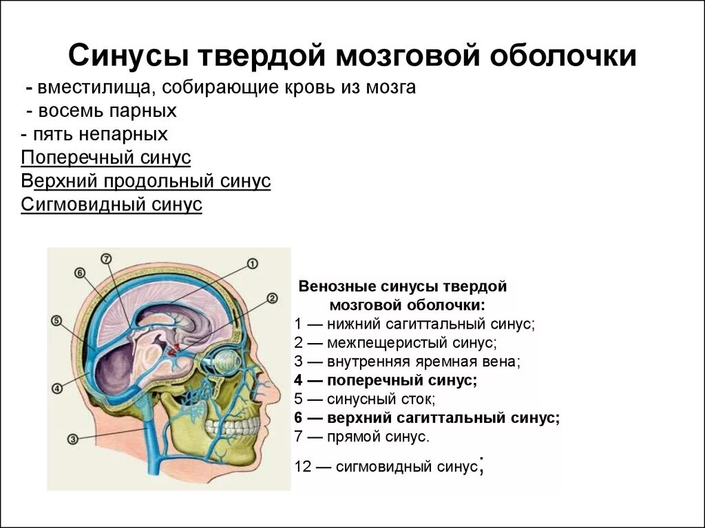 Синус оболочки мозга