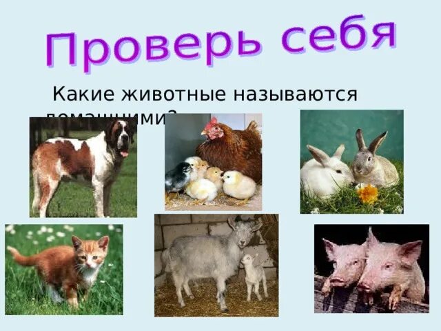 Плакат. ФГОС. Животные и их детеныши А2 КПЛ-311. - купить с доставкой по выгодны