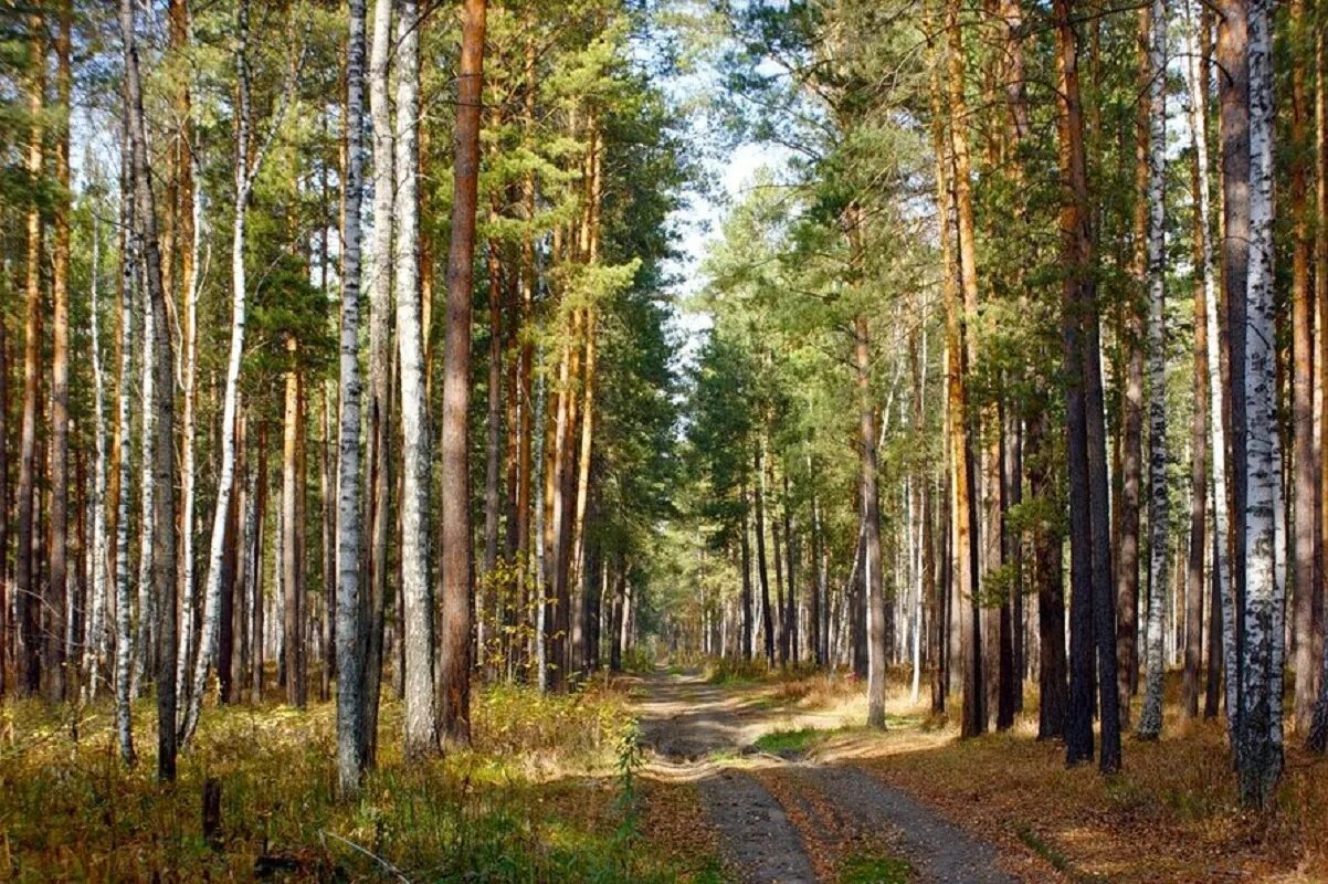 Лес Новосибирской области. Новосибирск Тайга природа. Леса Новосибирской области. Смешанные леса Новосибирской области.