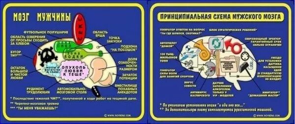 Мужской мозг юмор. Схема мужского мозга.