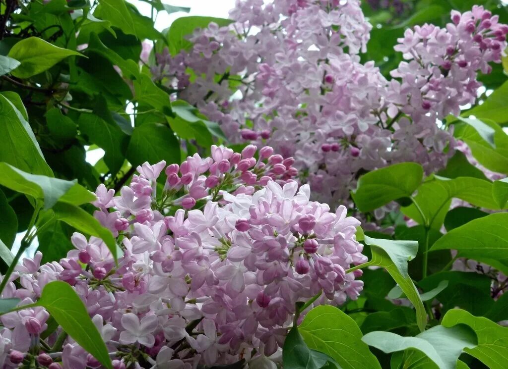 Волшебная сирень конкурса. Сирень дивная сказка. Майская сирень